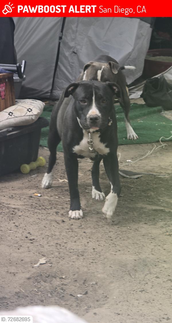 Lost Female Dog last seen Dennys, San Diego, CA 92108