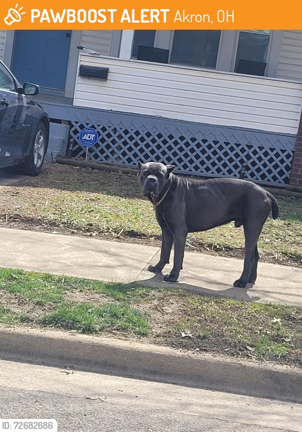 Found/Stray Male Dog last seen Corner of Emerson and Shaw Ave, Akron, OH 44305