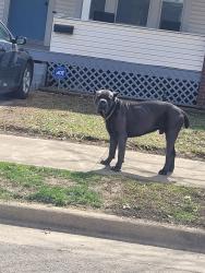 Found/Stray Male Dog last seen Corner of Emerson and Shaw Ave, Akron, OH 44305