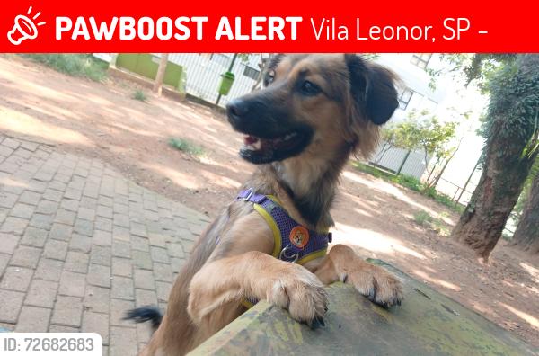 Lost Female Dog last seen Anel viário Stella Marris, Vila Leonor, SP 07024-170