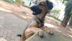 Lost Female Dog last seen Anel viário Stella Marris, Vila Leonor, SP 07024-170