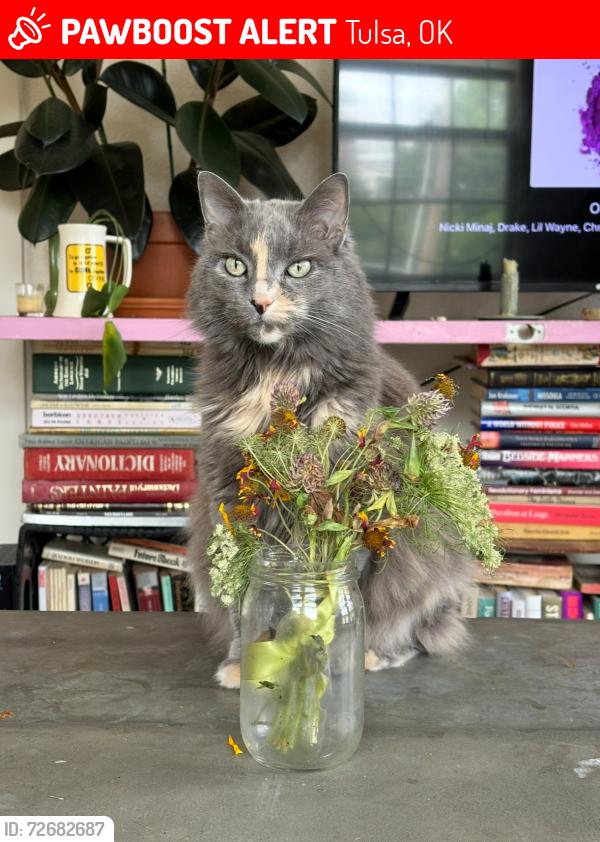 Lost Female Cat last seen 12th and St Louis, Tulsa, OK 74120