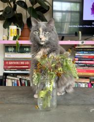 Lost Female Cat last seen 12th and St Louis, Tulsa, OK 74120