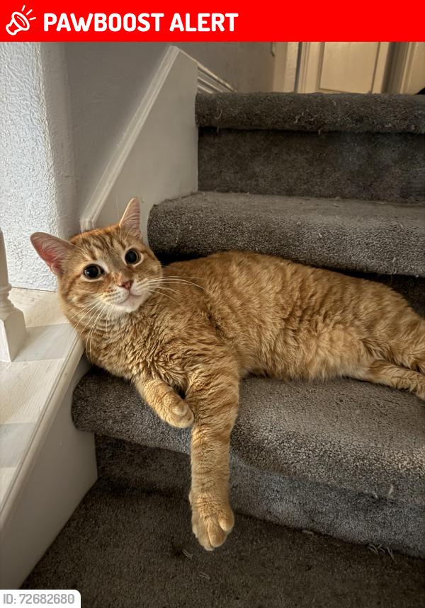 Lost Male Cat last seen Mesquite and Shadberry, Montgomery County, TX 77354