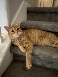 Lost Male Cat last seen Mesquite and Shadberry, Montgomery County, TX 77354