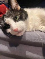 Found/Stray Female Cat last seen W 7th street, Edmond, OK 73003