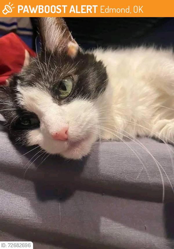 Found/Stray Female Cat last seen W 7th street, Edmond, OK 73003