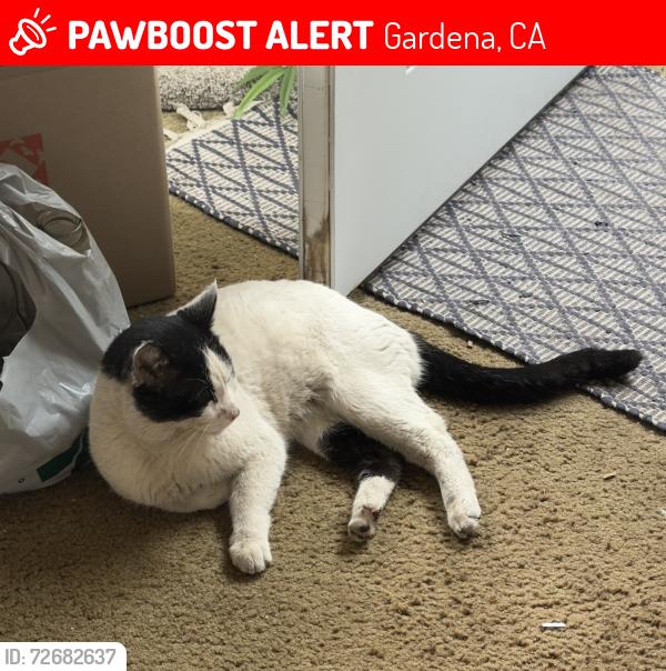 Lost Male Cat last seen 169th and Halldale Ave., Gardena, CA 90247