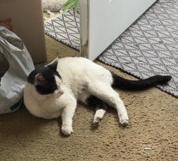 Lost Male Cat last seen 169th and Halldale Ave., Gardena, CA 90247
