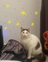 Lost Male Cat last seen Point saint charles h3k 2r5 , Montréal, QC H3K 2R5