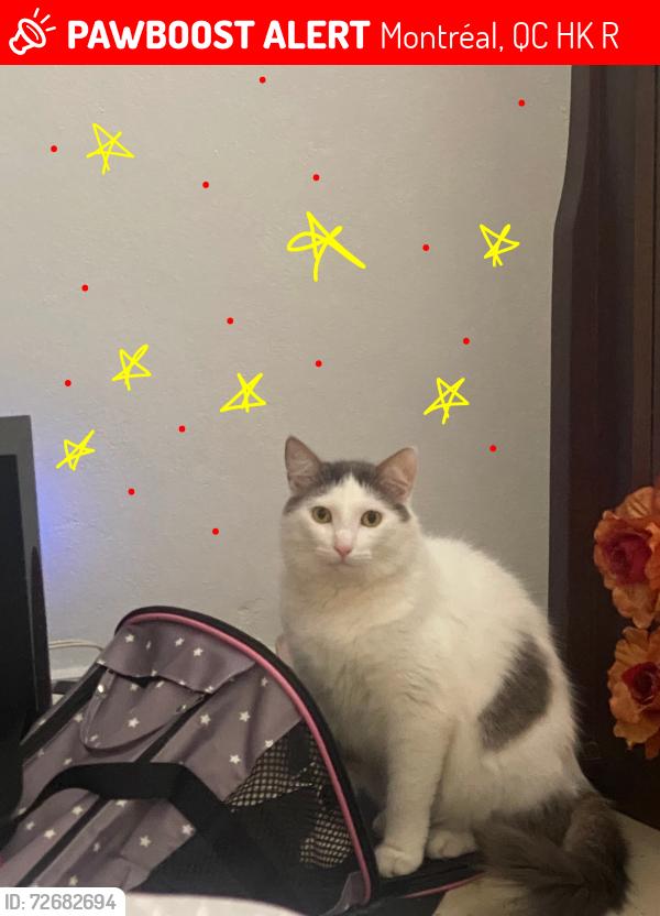 Lost Male Cat last seen Point saint charles h3k 2r5 , Montréal, QC H3K 2R5
