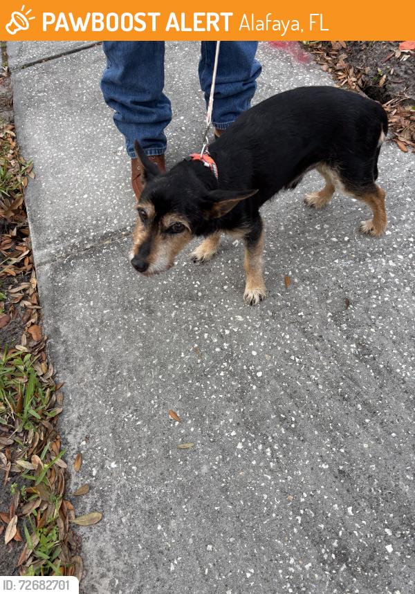 Found/Stray Male Dog last seen Avalon park northwest village. At Econ river animal hosp. They are going to call animal control at the end of the day. , Alafaya, FL 32828