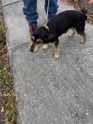 Found/Stray Male Dog last seen Avalon park northwest village. At Econ river animal hosp. They are going to call animal control at the end of the day. , Alafaya, FL 32828