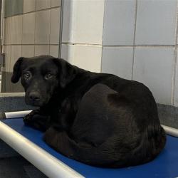 Shelter Stray Female Dog last seen Near BLOCK RESEARCH BLVD, San Antonio, TX 78227