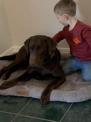 Lost Male Dog last seen 84th and lewis, Lexington, OK 73051