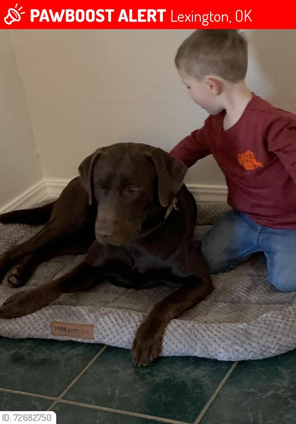 Lost Male Dog last seen 84th and lewis, Lexington, OK 73051