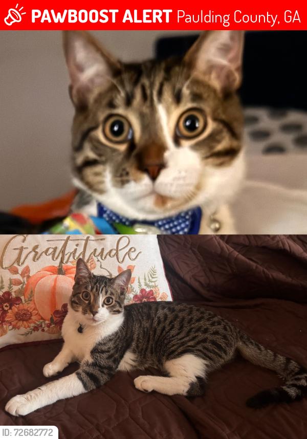 Lost Male Cat last seen Bent creek drive, Paulding County, GA 30157