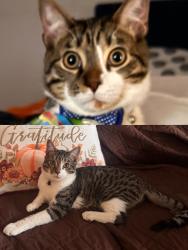 Lost Male Cat last seen Bent creek drive, Paulding County, GA 30157