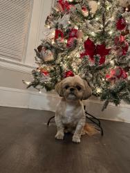 Lost Male Dog last seen Adams, Cleveland, OH 44108