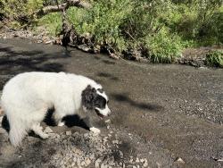 Lost Female Dog last seen Washington, Los Angeles, CA 90291