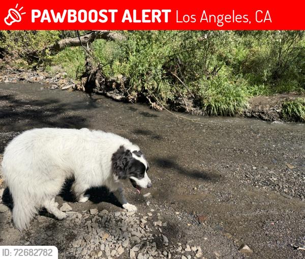 Lost Female Dog last seen Washington, Los Angeles, CA 90291