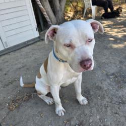Found/Stray Male Dog last seen Near Golden Ave, Long Beach, CA 90806, USA, Long Beach, CA 90806