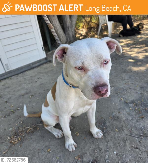 Found/Stray Male Dog last seen Near Golden Ave, Long Beach, CA 90806, USA, Long Beach, CA 90806