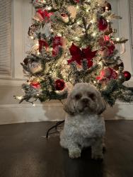 Lost Male Dog last seen Adams, Cleveland, OH 44108