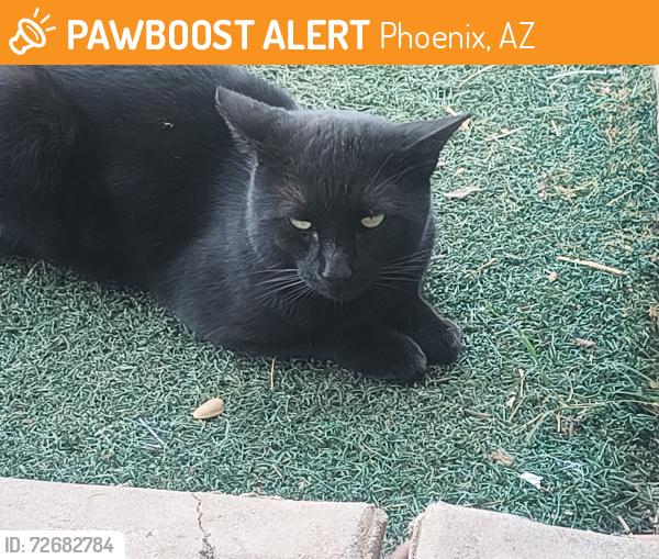 Found/Stray Male Cat last seen Glendale / 35th ave, Phoenix, AZ 85051