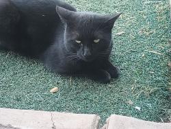 Found/Stray Male Cat last seen Glendale / 35th ave, Phoenix, AZ 85051