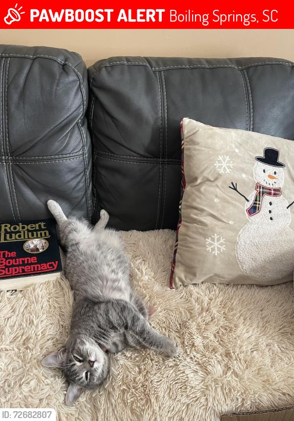 Lost Male Cat last seen Carlisle Place subdivision , Boiling Springs, SC 29316