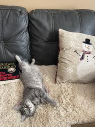 Lost Male Cat last seen Carlisle Place subdivision , Boiling Springs, SC 29316