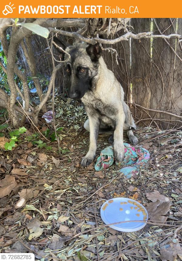 Found/Stray Female Dog last seen Near the Inland Lighthouse Church, Rialto, CA 92376