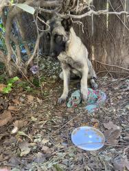 Found/Stray Female Dog last seen Near the Inland Lighthouse Church, Rialto, CA 92376