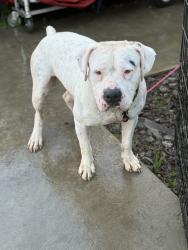 Found/Stray Male Dog last seen Selma , Hanford, CA 93230