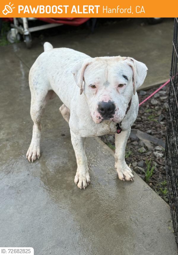 Found/Stray Male Dog last seen Selma , Hanford, CA 93230