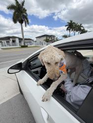 Found/Stray Unknown Dog last seen sienna reserve, Homestead, FL 33030