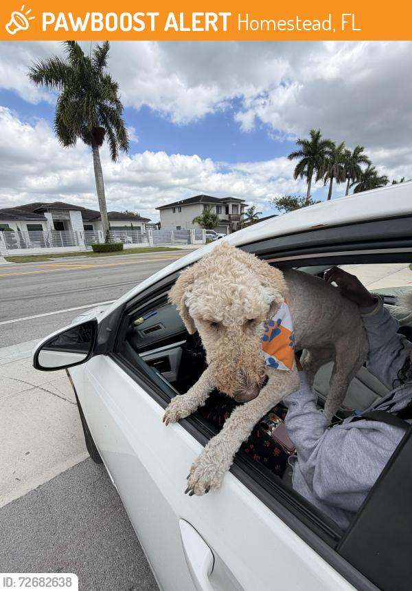 Found/Stray Unknown Dog last seen sienna reserve, Homestead, FL 33030
