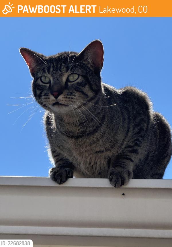 Found/Stray Unknown Cat last seen Hampton and Kipling , Lakewood, CO 80235