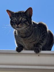 Found/Stray Unknown Cat last seen Hampton and Kipling , Lakewood, CO 80235