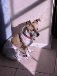 Lost Male Dog last seen Garden Hgts Ln and Creekside Blf Trl, Magnolia, TX 77354