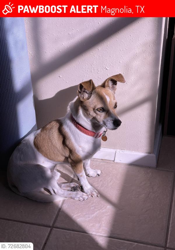 Lost Male Dog last seen Garden Hgts Ln and Creekside Blf Trl, Magnolia, TX 77354