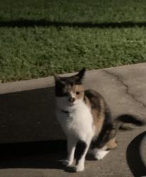 Lost Female Cat last seen Woodspring Forest, Houston, TX 77345