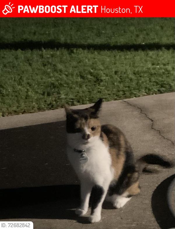 Lost Female Cat last seen Woodspring Forest, Houston, TX 77345