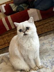 Lost Male Cat last seen Mendocino Ave and Sonoma Way, Pinole, CA 94564