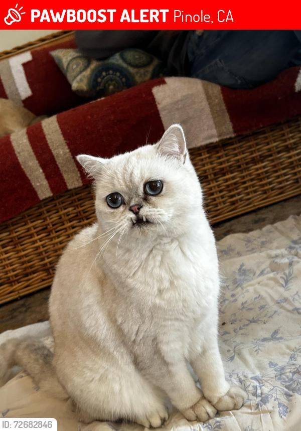 Lost Male Cat last seen Mendocino Ave and Sonoma Way, Pinole, CA 94564