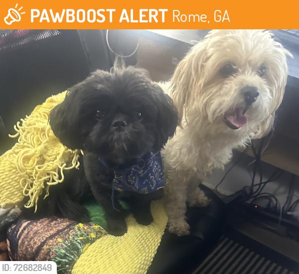 Found/Stray Male Dog last seen Between GMC Grocery & Coosa HS, Rome, GA 30165