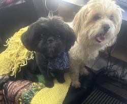 Found/Stray Male Dog last seen Between GMC Grocery & Coosa HS, Rome, GA 30165