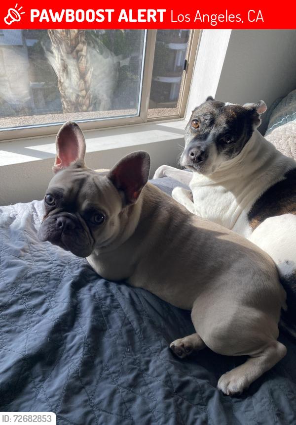 Lost Male Dog last seen 3rd & la vista, Los Angeles, CA 90036