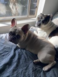 Lost Male Dog last seen 3rd & la vista, Los Angeles, CA 90036